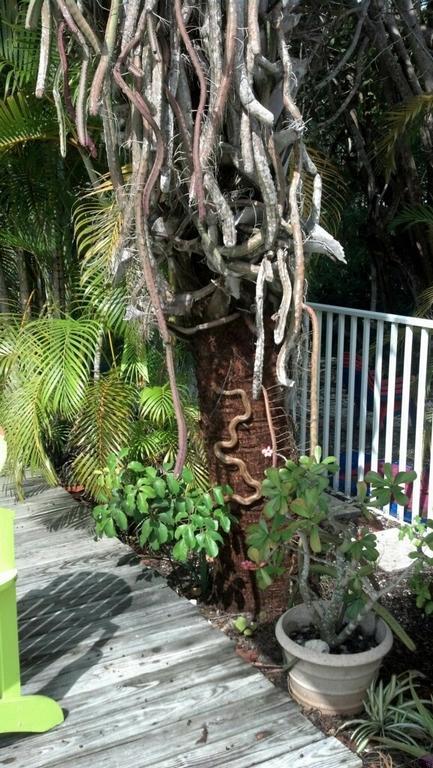 Sunshine Island Inn - Adults Only ซานิเบล ภายนอก รูปภาพ